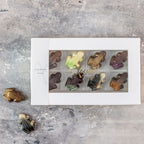 xocolatl frog parade chokolade chokoladefrøer frøer 