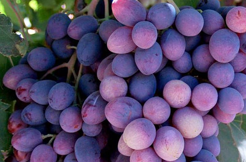 Orion - Sette Vigne "De Syv Druer"