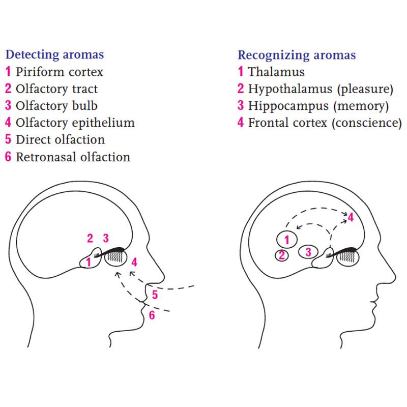 Le Nez du Vin spillet