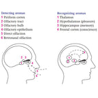 Le Nez du Vin spillet