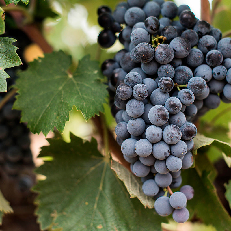 Famille Fabre - Château Fabre Gasparets - Boutenac Rødvin