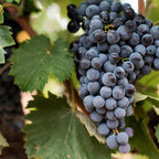 Famille Fabre - Château Fabre Gasparets - Boutenac Rødvin