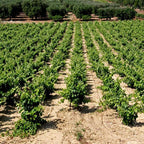 Orion - Sette Vigne "De Syv Druer"