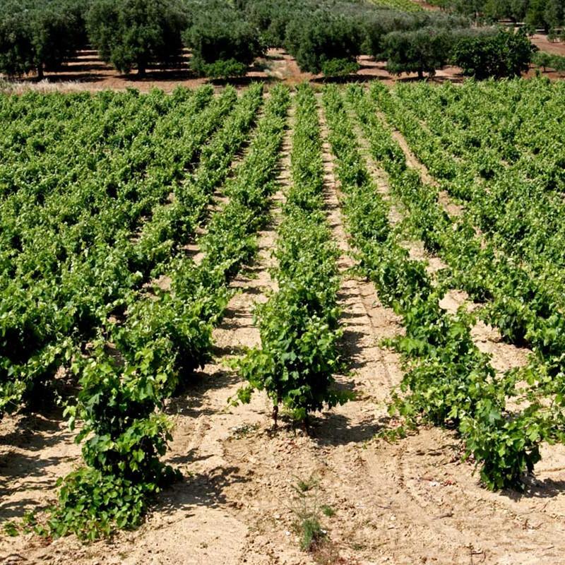 Orion - Sette Vigne "De Syv Druer"